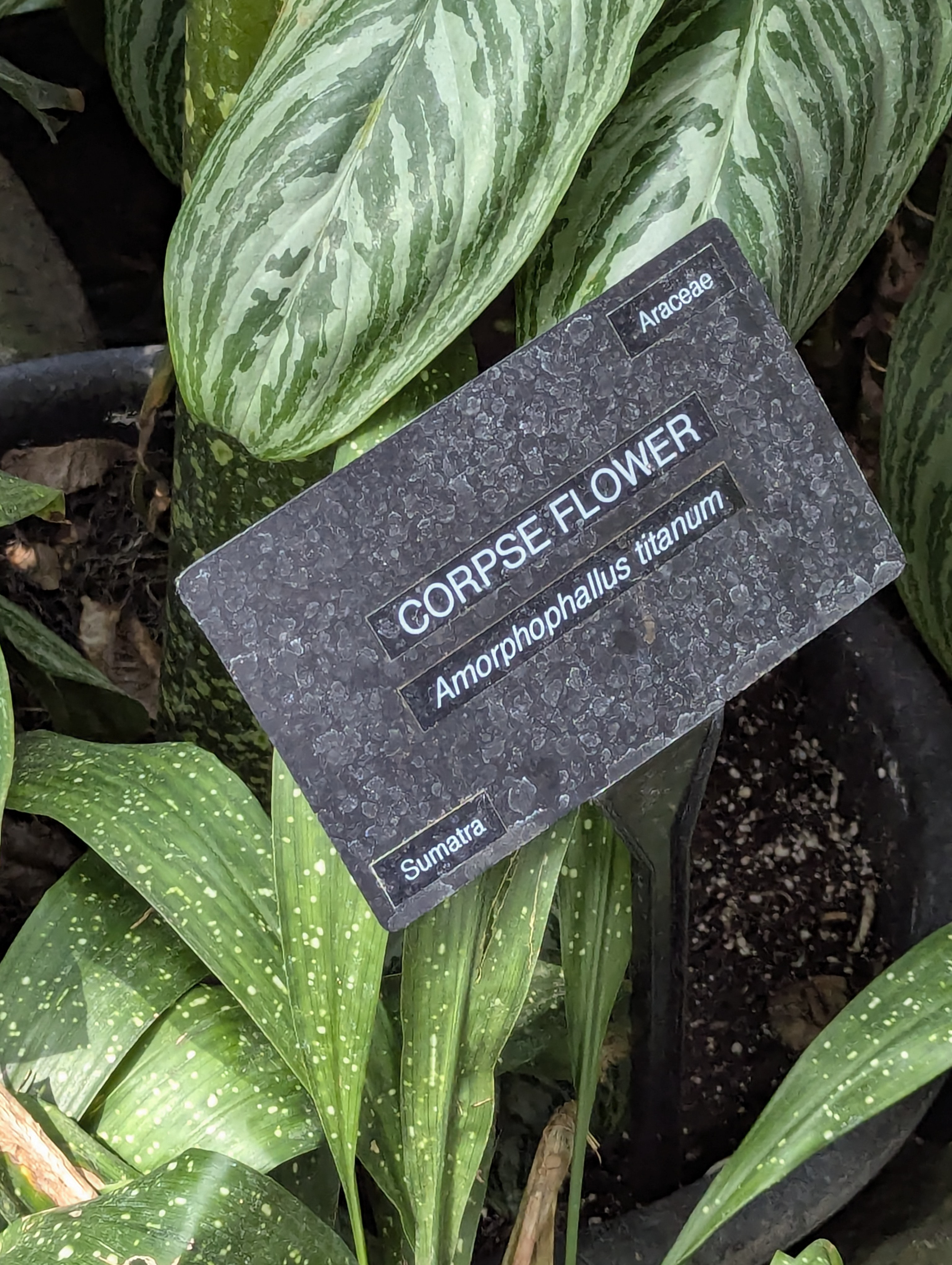 Birthday Trip to Canada, Edmonton, Pyramids, Muttart Observatory